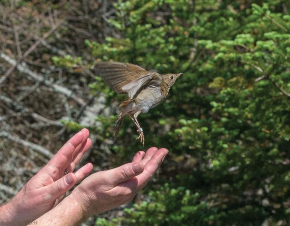 To track a rare songbird atop Mt. Mansfield, females prove a hard catch - VTDigger
