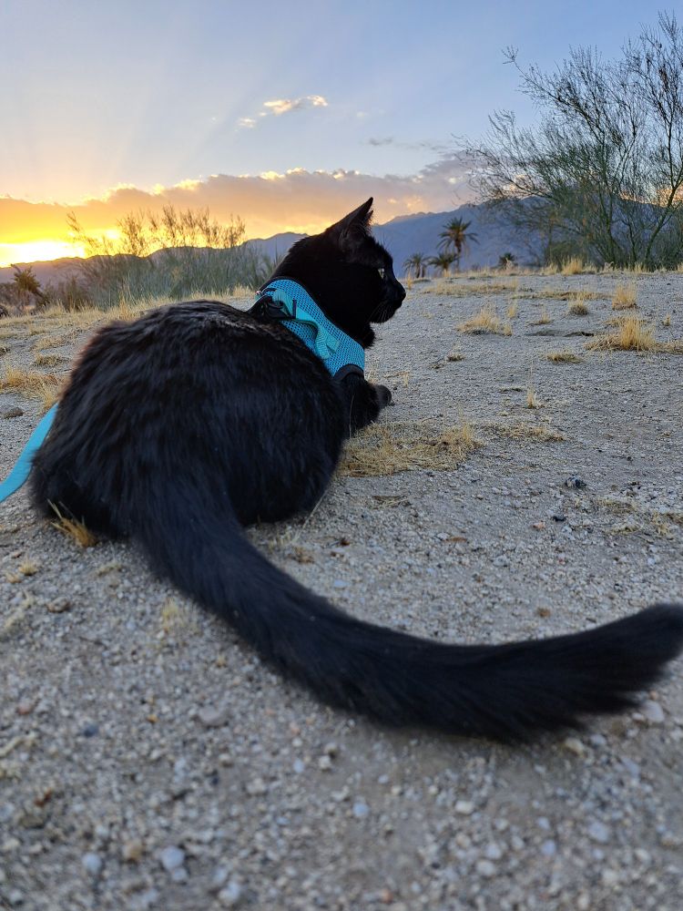 Black cat in a blue harness and a sunset.