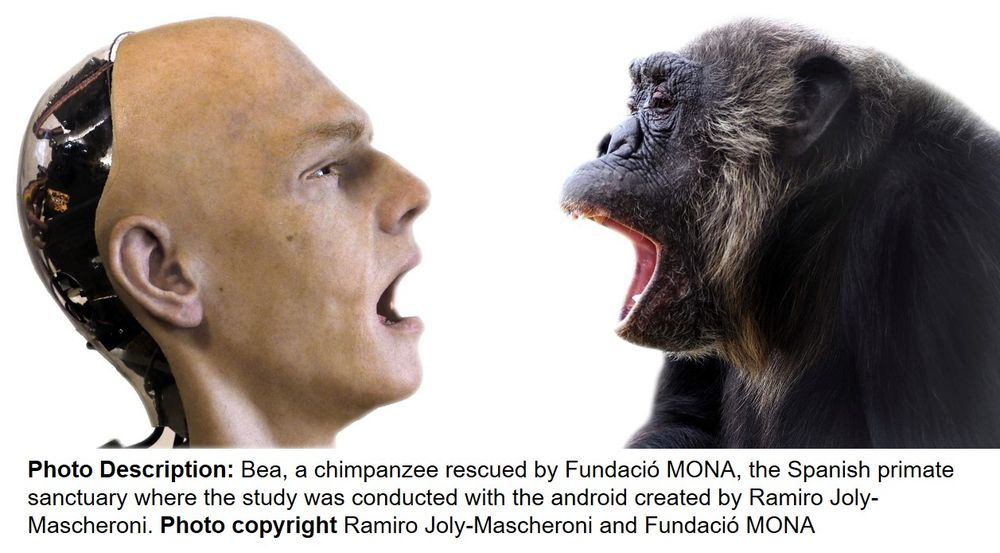 Chimpanzees yawn when observing an android yawn