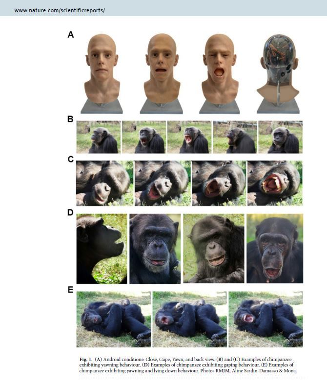 Fig. 1. (A) Android conditions: Close, Gape, Yawn, and back view. (B) and (C) Examples of chimpanzee exhibiting yawning behaviour. (D) Examples of chimpanzee exhibiting gaping behaviour. (E) Examples of chimpanzee exhibiting yawning and lying down behaviour. Photos RMJM, Aline Sardin-Damasso & Mona.