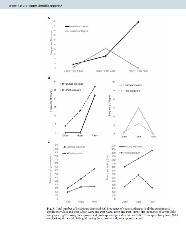 Fig. 3. Total number of behaviours displayed. (A) Frequency of yawns and gapes in all the experimental conditions (Close and Post-Close, Gape and Post-Gape, Yawn and Post-Yawn). (B) Frequency of yawns (left) and gapes (right) during the exposure and post exposure period (5 min each) (C) Time spent lying down (left) and looking at the android (right) during the exposure and post exposure period.