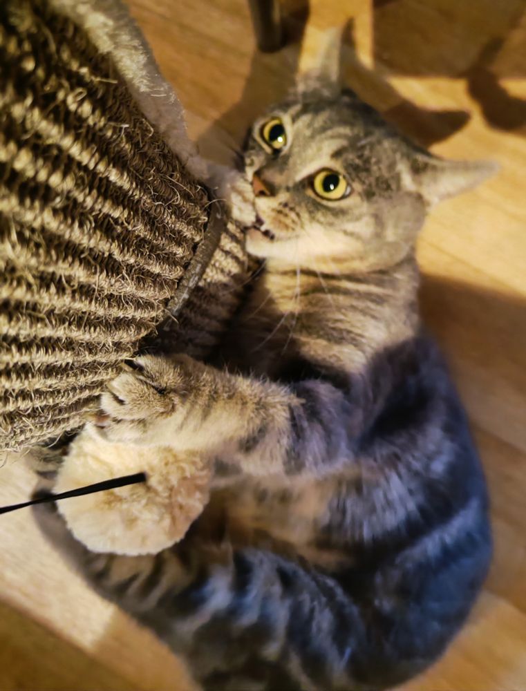 Photo de Pixy, chatte au pelage tigré gris, agrippée à un grattoir pour chat, en train de le mordre avec les yeux écarquillés 