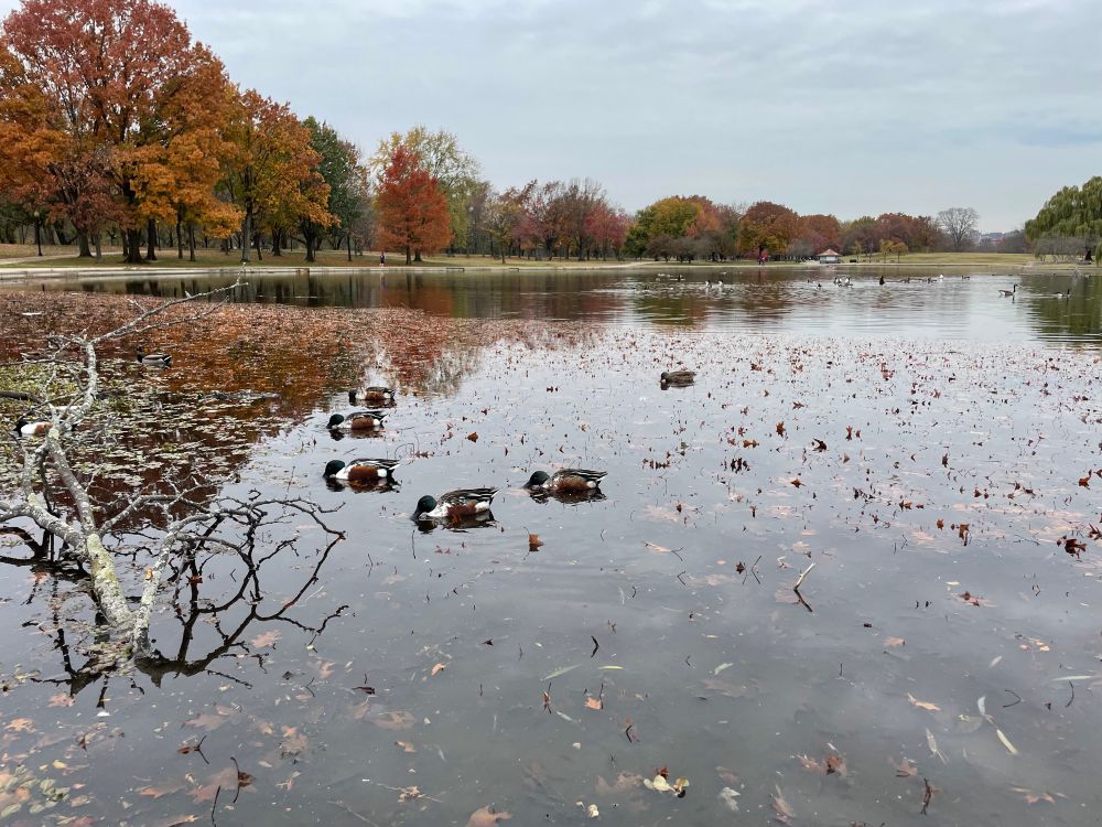 Several ducks (mallards and northern shovelers) on the water at Constitution Gardens with autumn trees in orange, red, yellow and green in the background