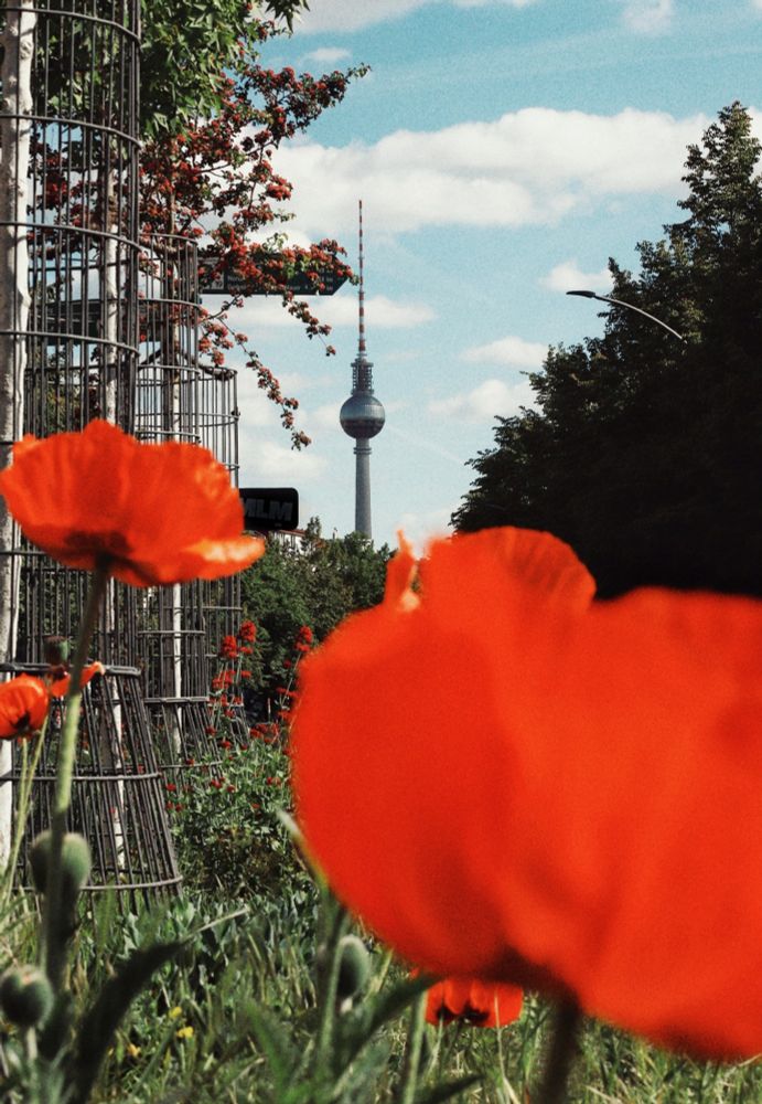 Photo of the tv tower of Berlin the background against a mostly blue sky. In the foreground there are out of focus bright red poppies.