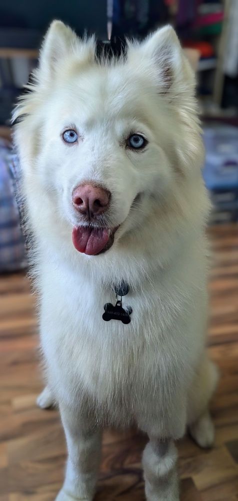 A picture of a white, fluffy Husky, patiently waiting for scratches. 