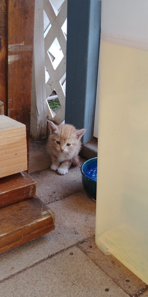 Shyanne (Shy) - Female