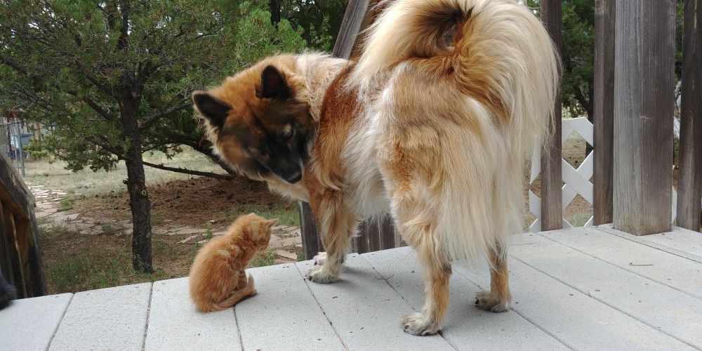 Porthos rescues abandoned kittens