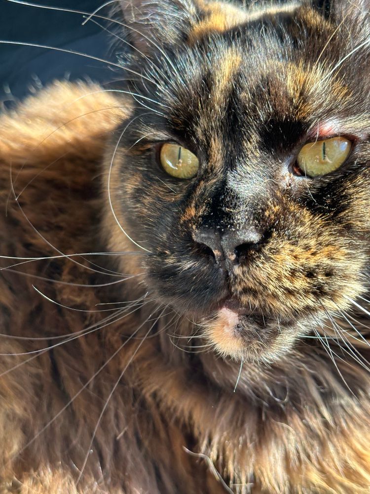 closeup of a tortie maine coon