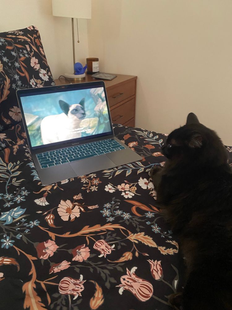 Black cat relaxing in front of a laptop. Both are on a on a bed covered by a dark floral duvet. He’s intently looking at the screen features an animated siamese cat looking back towards him. 