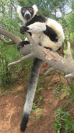 Un lémur blanco y negro en una rama.
