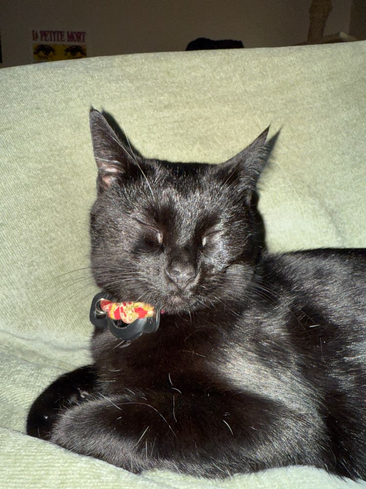 Sleepy black kitty with a red floral collar rests with her front paws tucked beneath her. The flash of the camera illuminates her lustrous coat and gives her a slight shadow on the light green blanket backdrop.