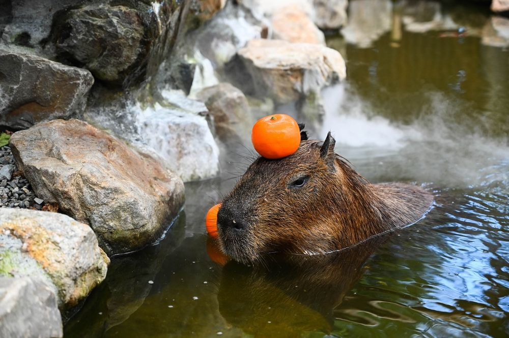 An image of a capybara in a pool of water; the head and part of the back are visible, the eyes closed, and what appears to be an orange is balanced on their head. The pool is ringed by unworked stones, and the water reflects foliage so dense and green that you would think the water was so coloured if not for a crack of pale blue sky reflected in the background.