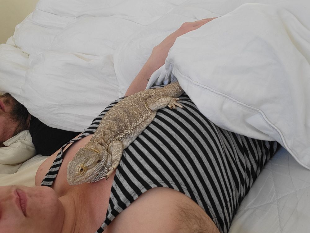 A bearded dragon laying on the chest of a woman in a striped top, partially covered in a blanket