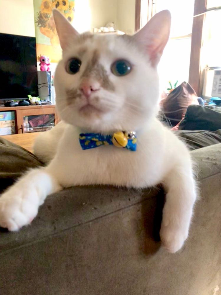 A photo of a white cat with small orange spots wearing a blue bowtie.