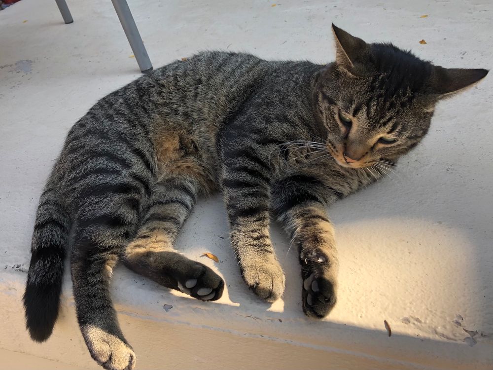 Photo of a dark brown and gray tabby cat lying on a stoop. His belly is rusty colored from lying in the sun.