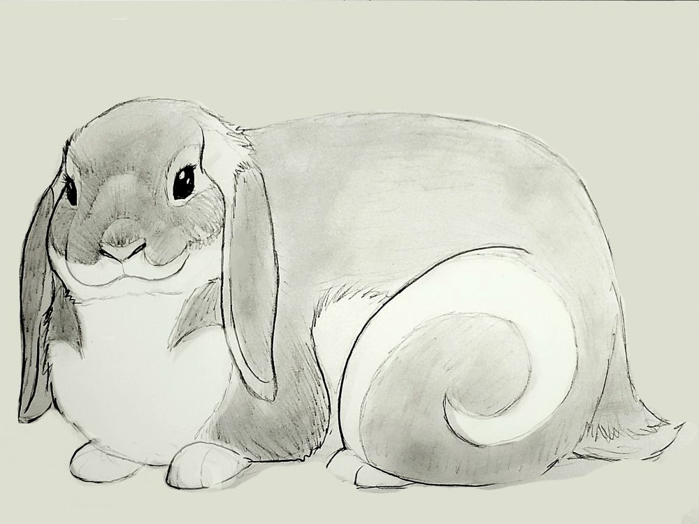 A pencil sketch of a Holland lop bunny, laying down comfortably looking 3/4 left with a swirl of white on it's leg matching it's underbelly.