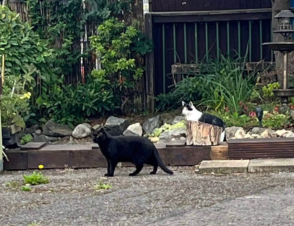 Photo of my two cats, Con and Ogie  