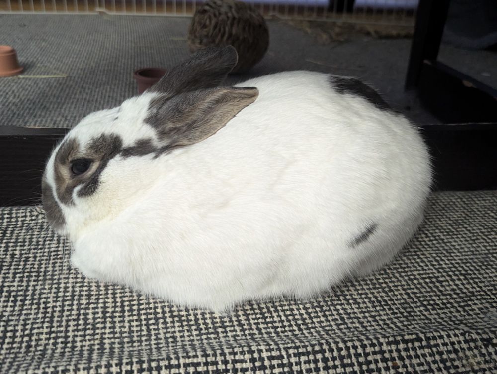 A white rabbit with brown spots, now loafing and fully asleep since he's secured the household.