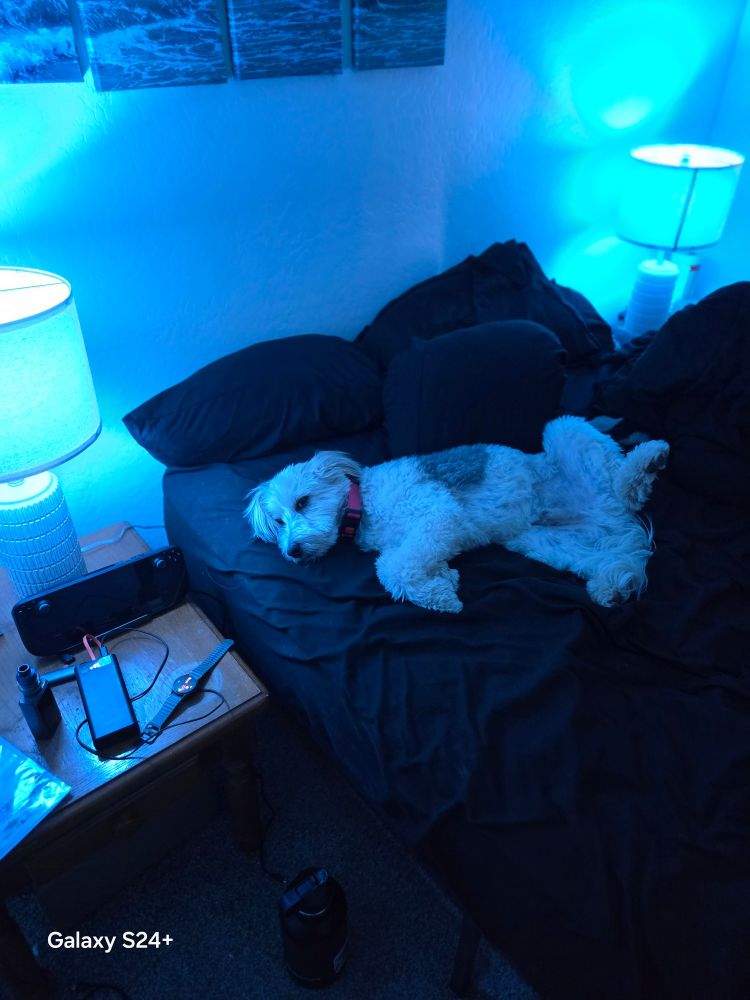 My dog laying on my bed having stolen my spot 