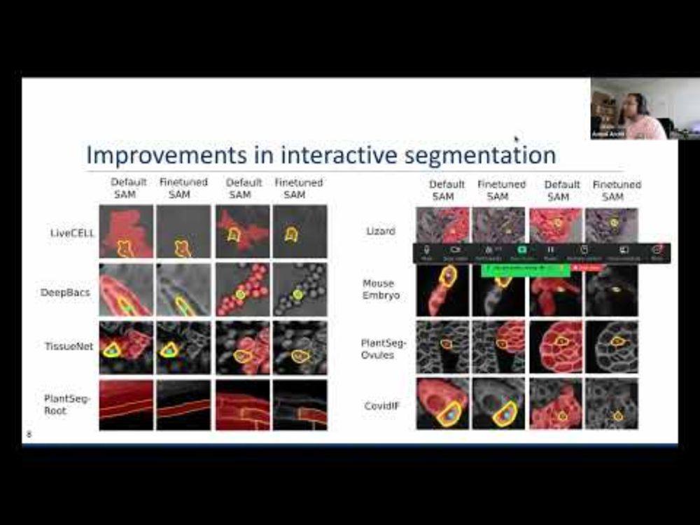 Segment Anything for Microscopy