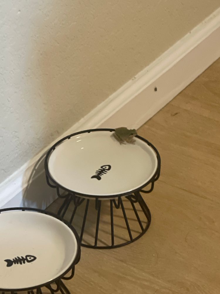 there’s on the edge of our cat’s water bowl??? i don’t know how he got into the apartment???
