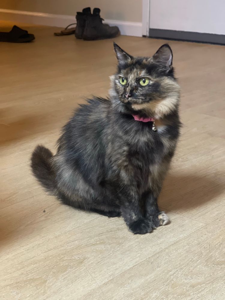 gladys (our cat) is sitting on the floor and looking to the left. she is a black-brown tortie with green eyes. her fur is predominantly black with patches of lighter colors. the right side of her chin is blonde. 
