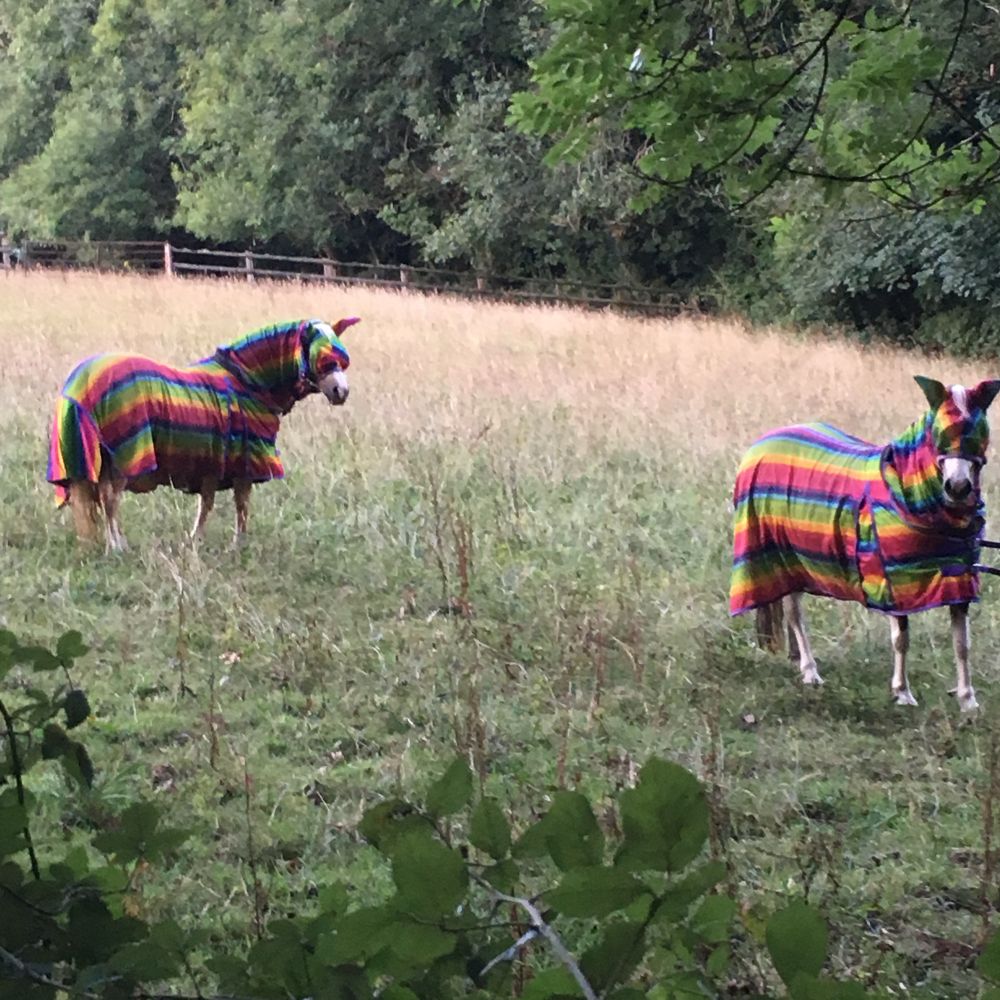 Horses wearing rainbow pattern sun protection coats 
