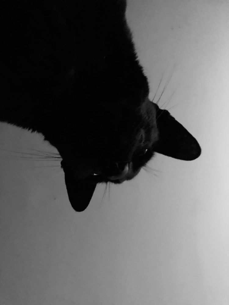 Black cat examines sickly human. He clearly thinks he’s a medical professional.
