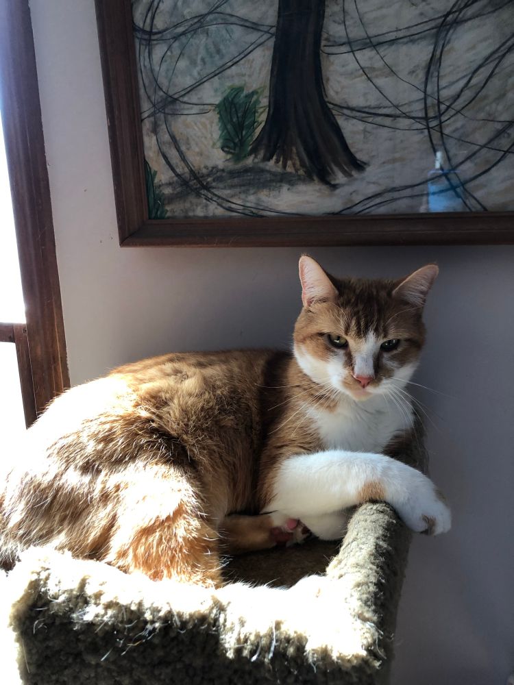 Rusty, an orange and white tabby cat, sitting in a sunny perch atop a cat tree. His face markings are asymmetric, yet still handsome