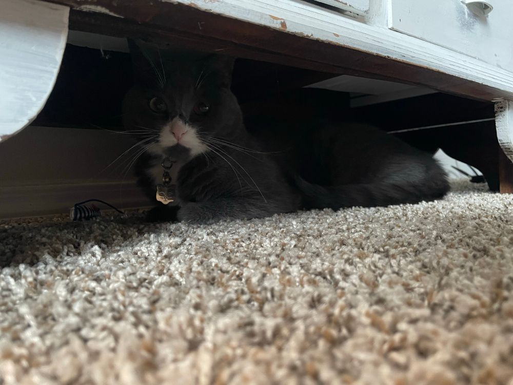 Grey and white tuxedo cat hiding under a hutch