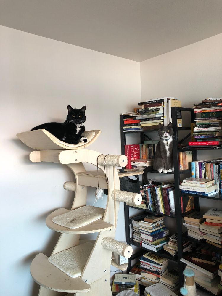 A picture of two tuxedo cats- a black and white cat on top of a cat tree and a grey and white cat sitting somewhat camouflaged among books on a bookshelf