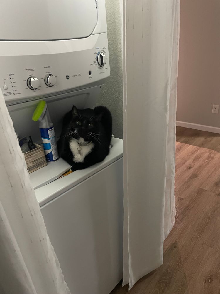 Black and white tuxedo cat loafing on a washer, looking up at the camera