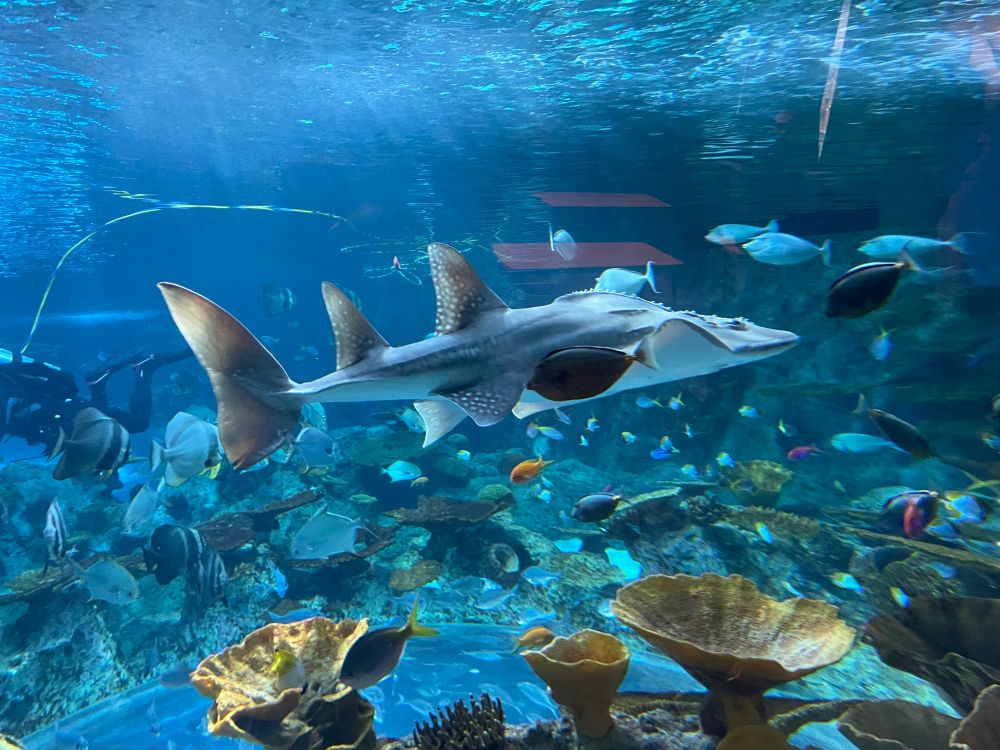 A guitarfish swimming by in a large tank