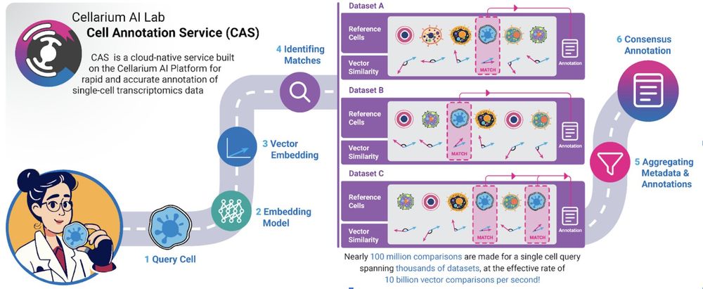 Infographic of the Cell Annotation Service