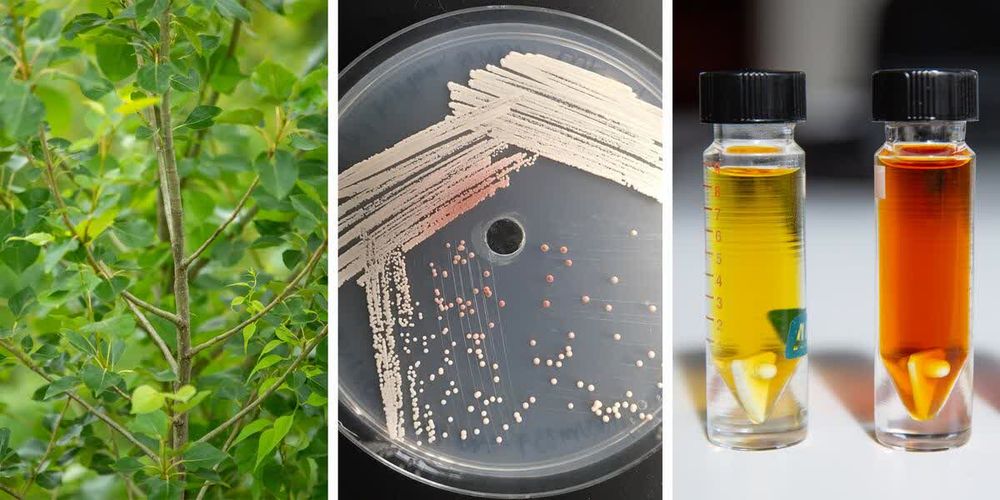 Bioenergy Research Centers mark discovery milestone