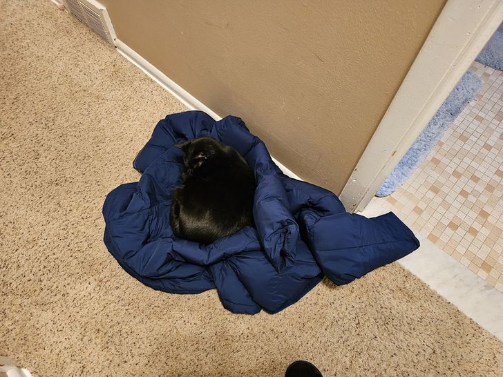 A dark blue winter coat sits balled up on a carpeted floor, a black cat is curled up tightly on top of it.