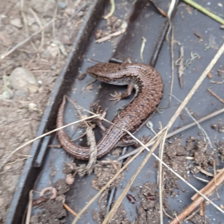 its a semi large semi small little lizard, i think possibly a salamander? whatever the case dude was probably cold so i covered back up again

its like 40 degrees out rn