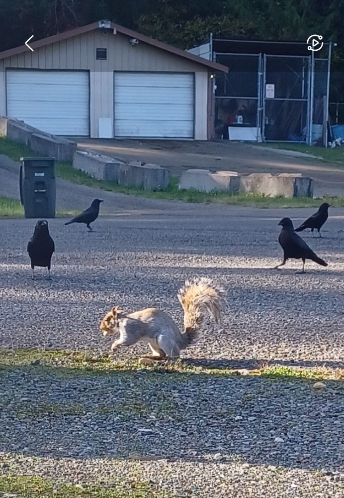 outside, in the street, four crows and a squirrel with a peanut in its mouth
