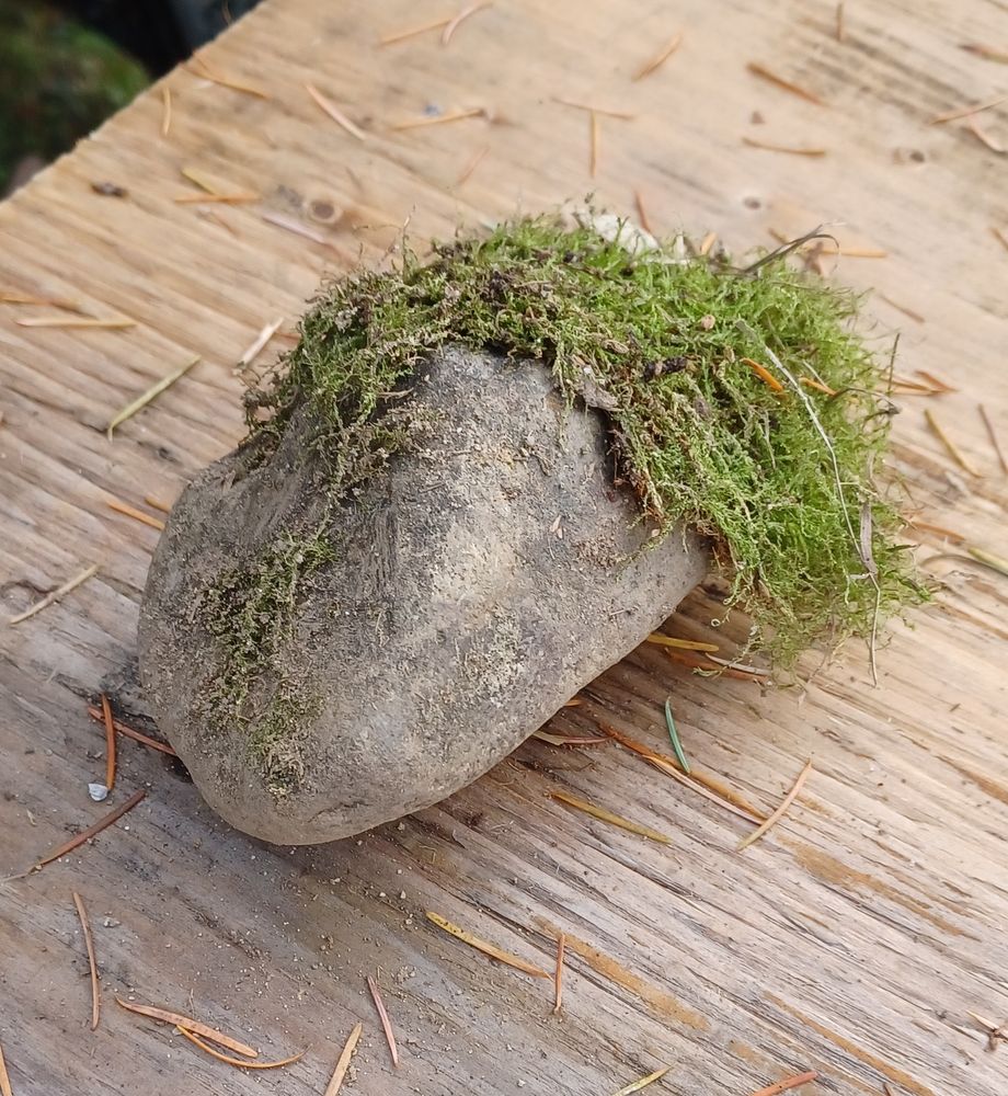 its a rock but its got moss growing on top but coming off in a long flowing cape in the back