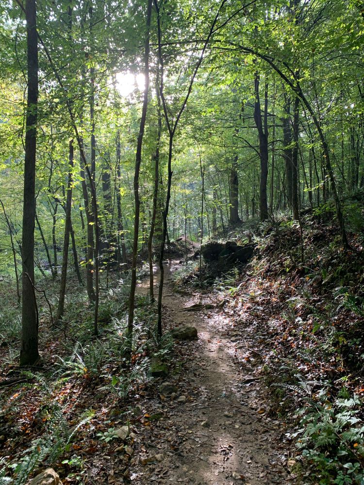 a trail runs through a backlit forest lined with trees of different sizes. 
