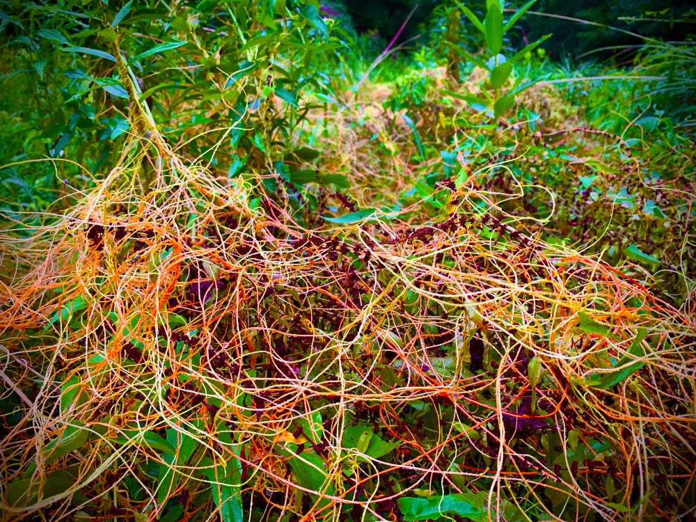a spaghetti like mess of orange vines called dodder smothers a patch of other plants. unlike Trump, dodder is a native species and should not be immediately removed 
