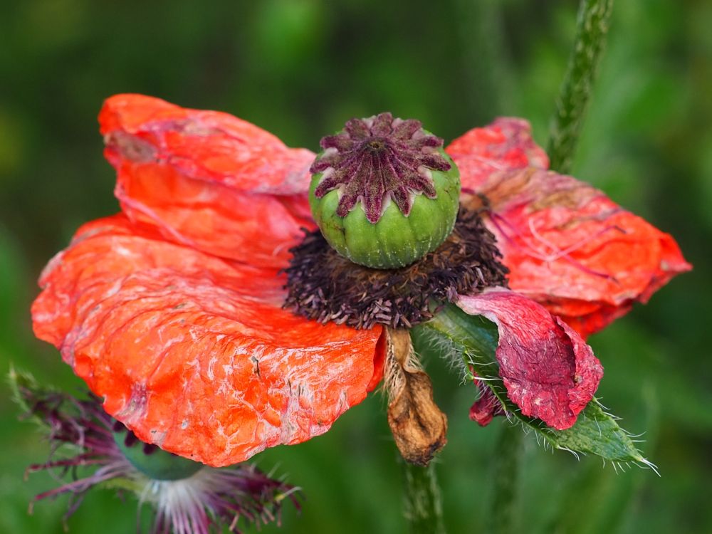 Fleur de pavot en fin de floraison ...