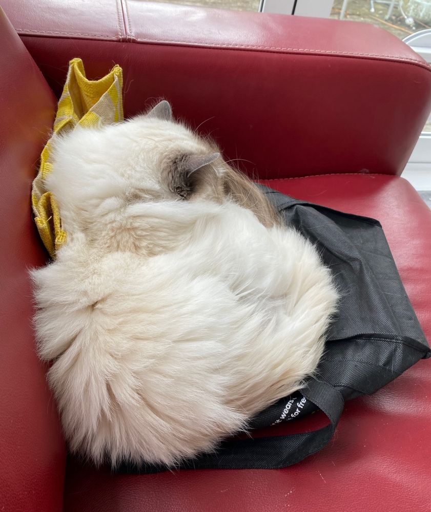 Cat asleep on a bag on a couch