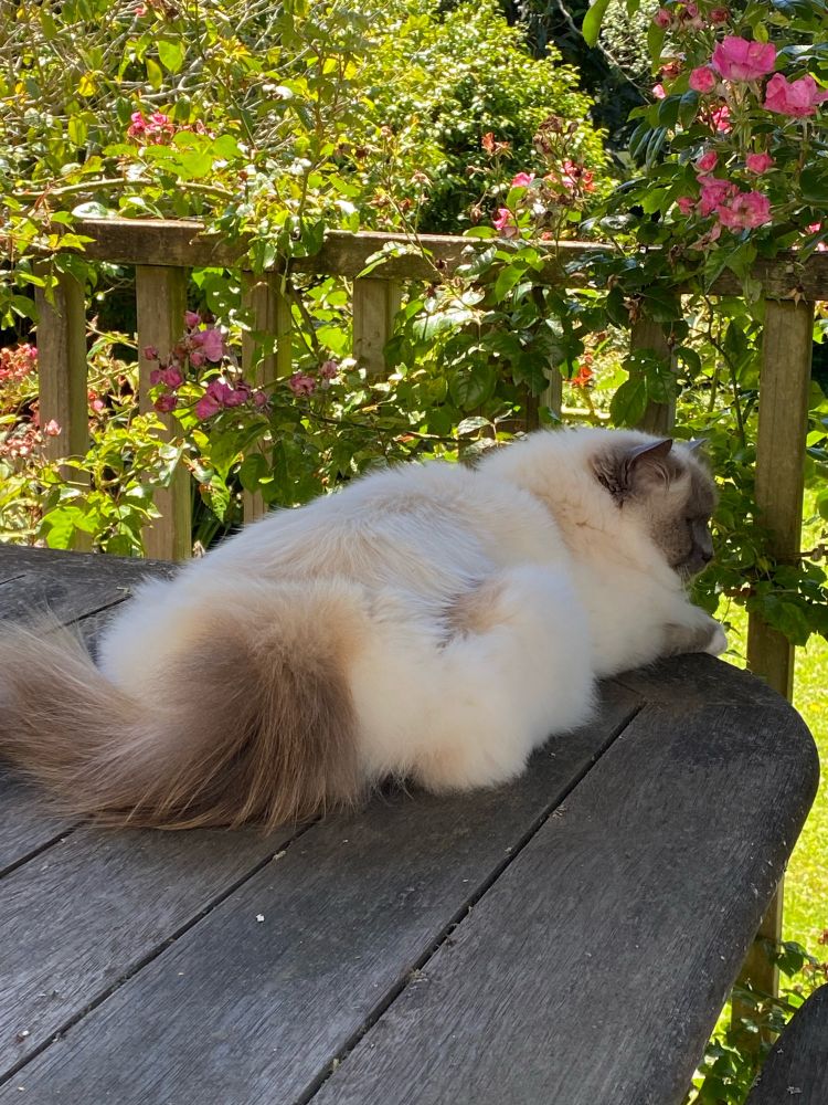 Cat lying on an outside table watching the lawn