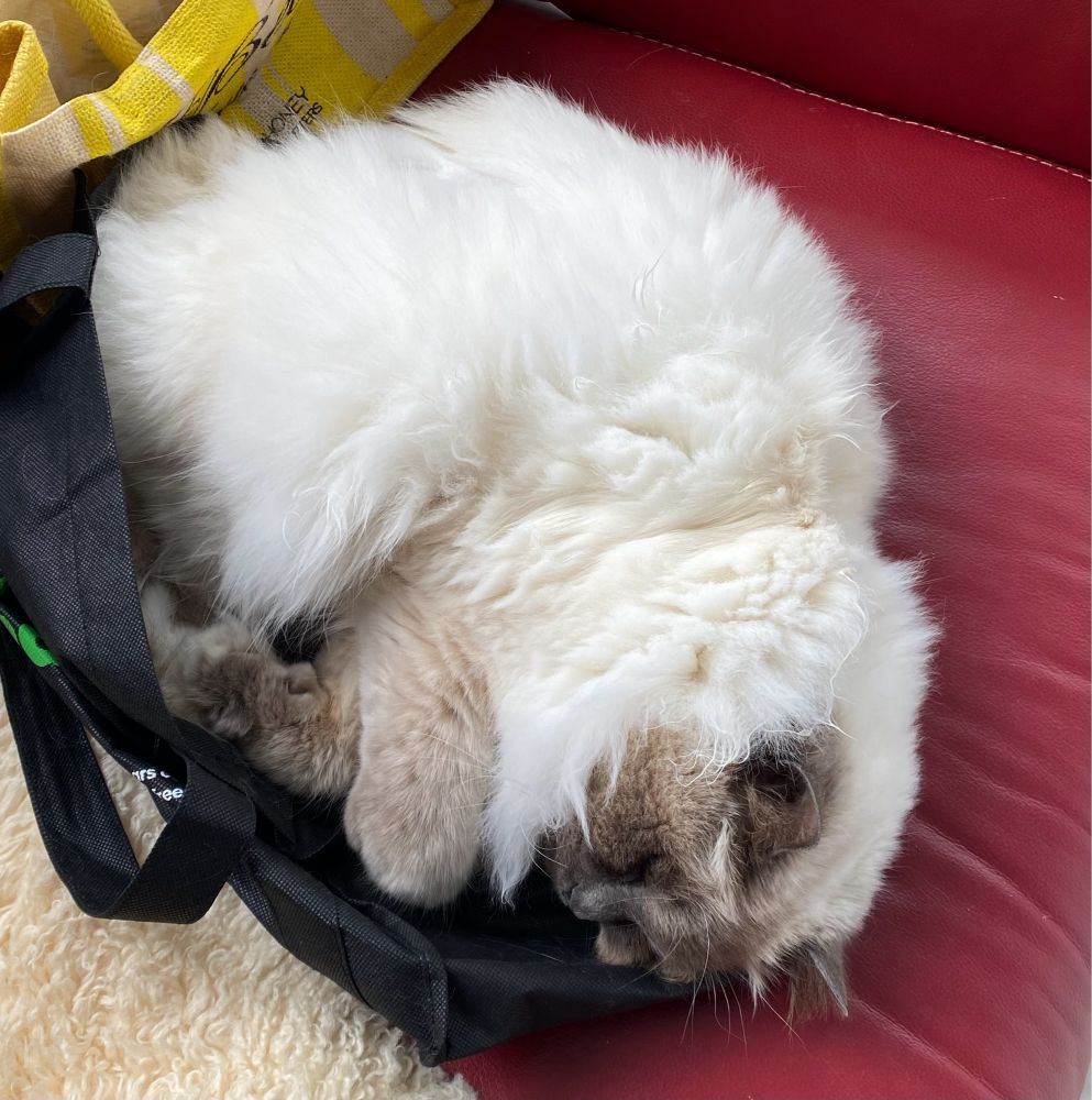 Sam - a Birman - asleep on a shopping bag