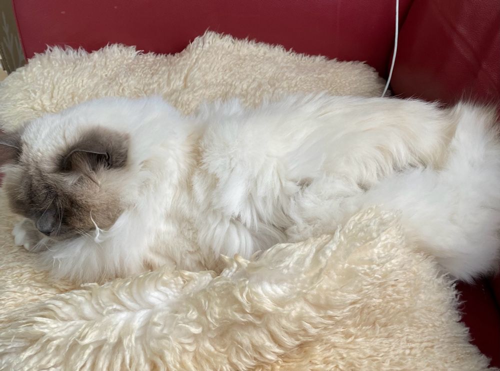Cat asleep on a sheepskin