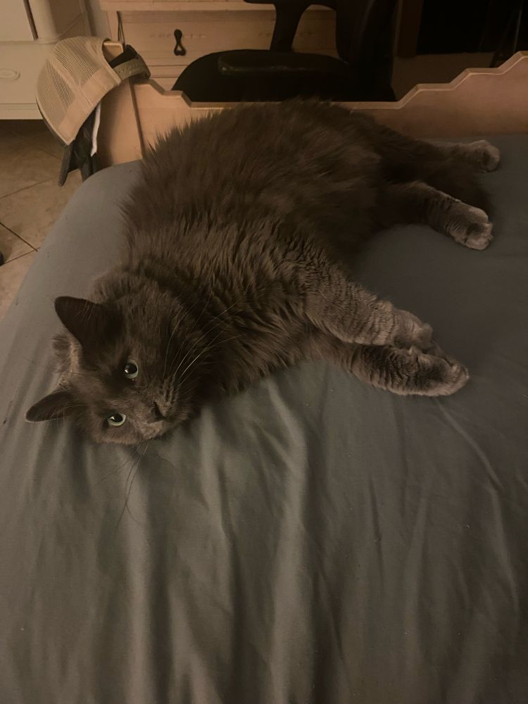 Bella, a gray blue longhair cat, relaxes on my bed lookin at the phone camera 