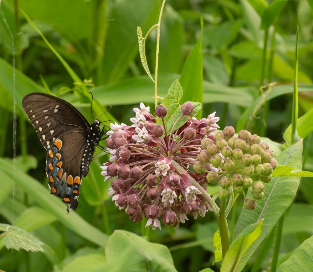 Femail black swallowtail butterfly with mostly black wings decorated with orange, blue, and yellow spots feeding on pink and white milkweed blooms in a dense green tangle of meadow growth.