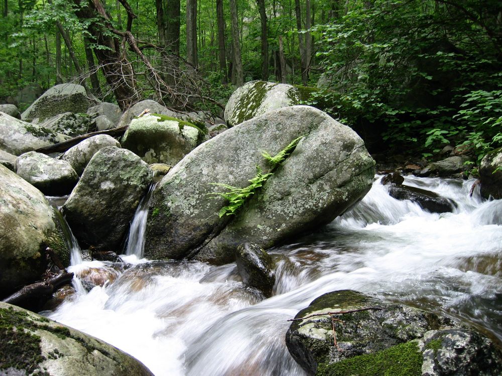 At the center of the picture is a large boulder, split diagonally with ferns growing out of the crack. There is white water cascading around the boulder with other moss and lichen covered boulders in the foreground and the middle ground. The background is green foliage, tree trunks, and undergrowth of the forest in the Shenandoah National Park.    