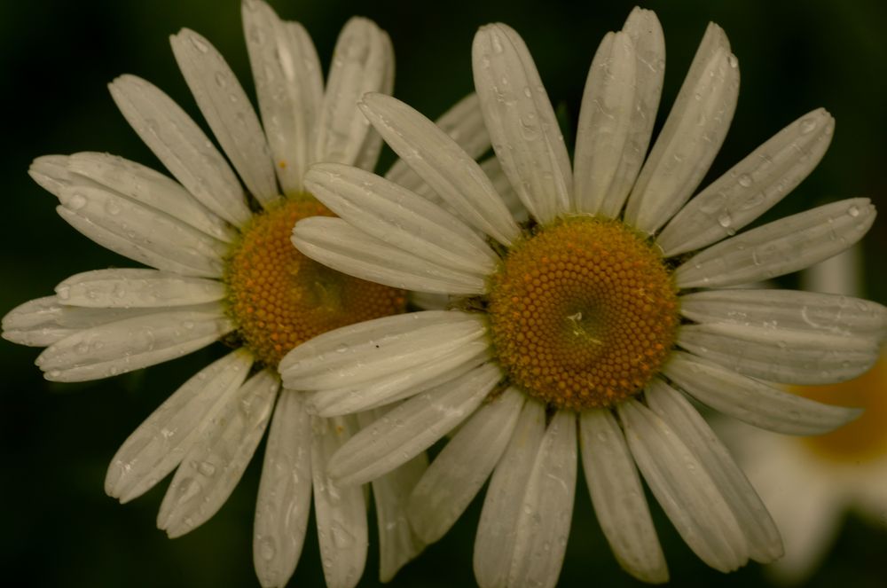 A closeup of 2 very adjacent common daisies, the white petals on the flower on the right overlap one on the left. The warm yellow pads and petals of both are covered in droplets of water from a very recent rain.